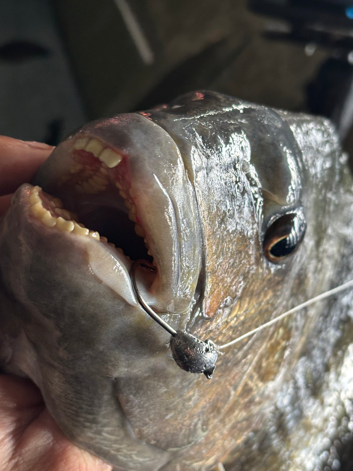 Sheep Slayer Jigs 3 Pack