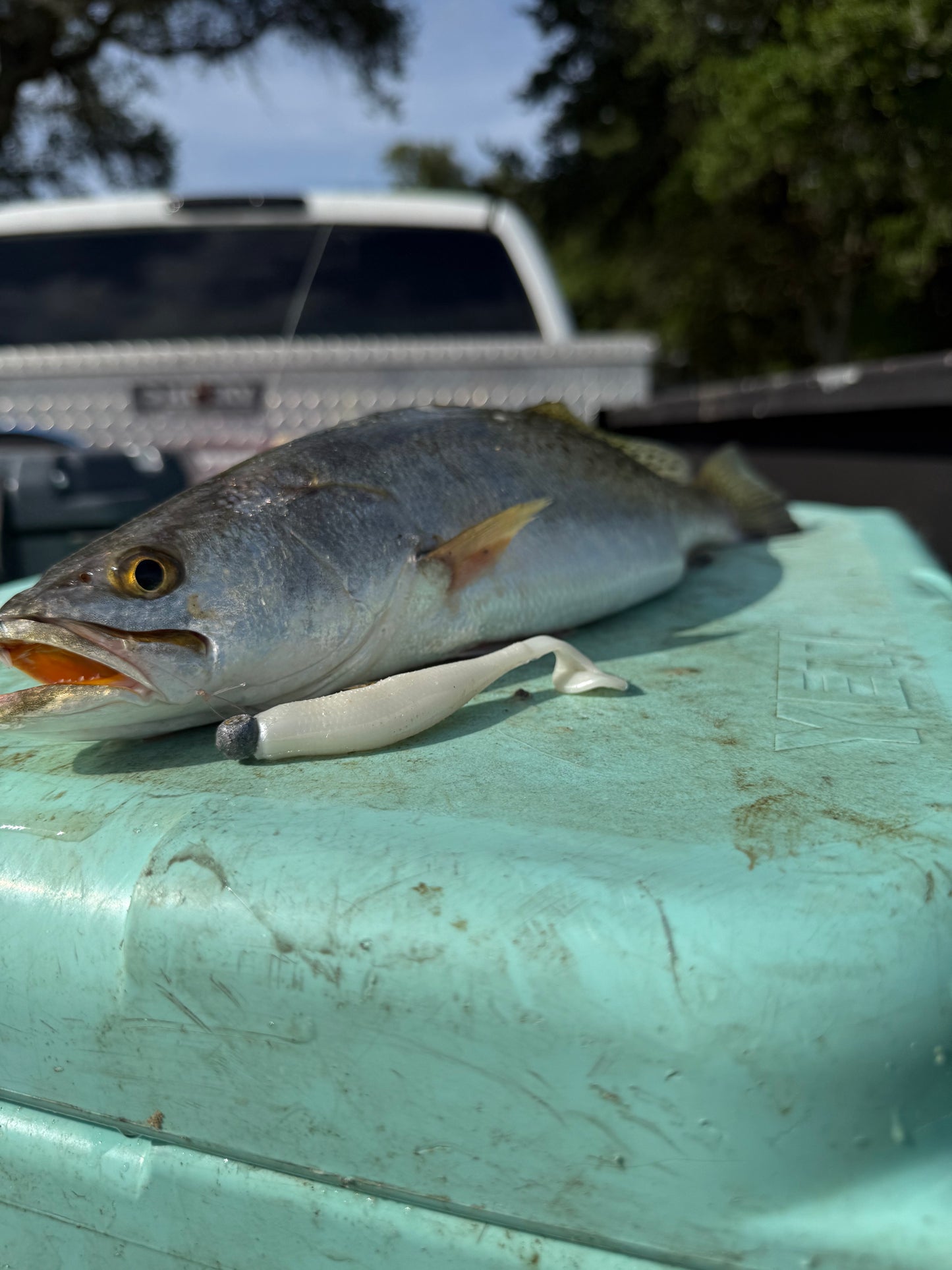 Dock Runner (8 Pack)
