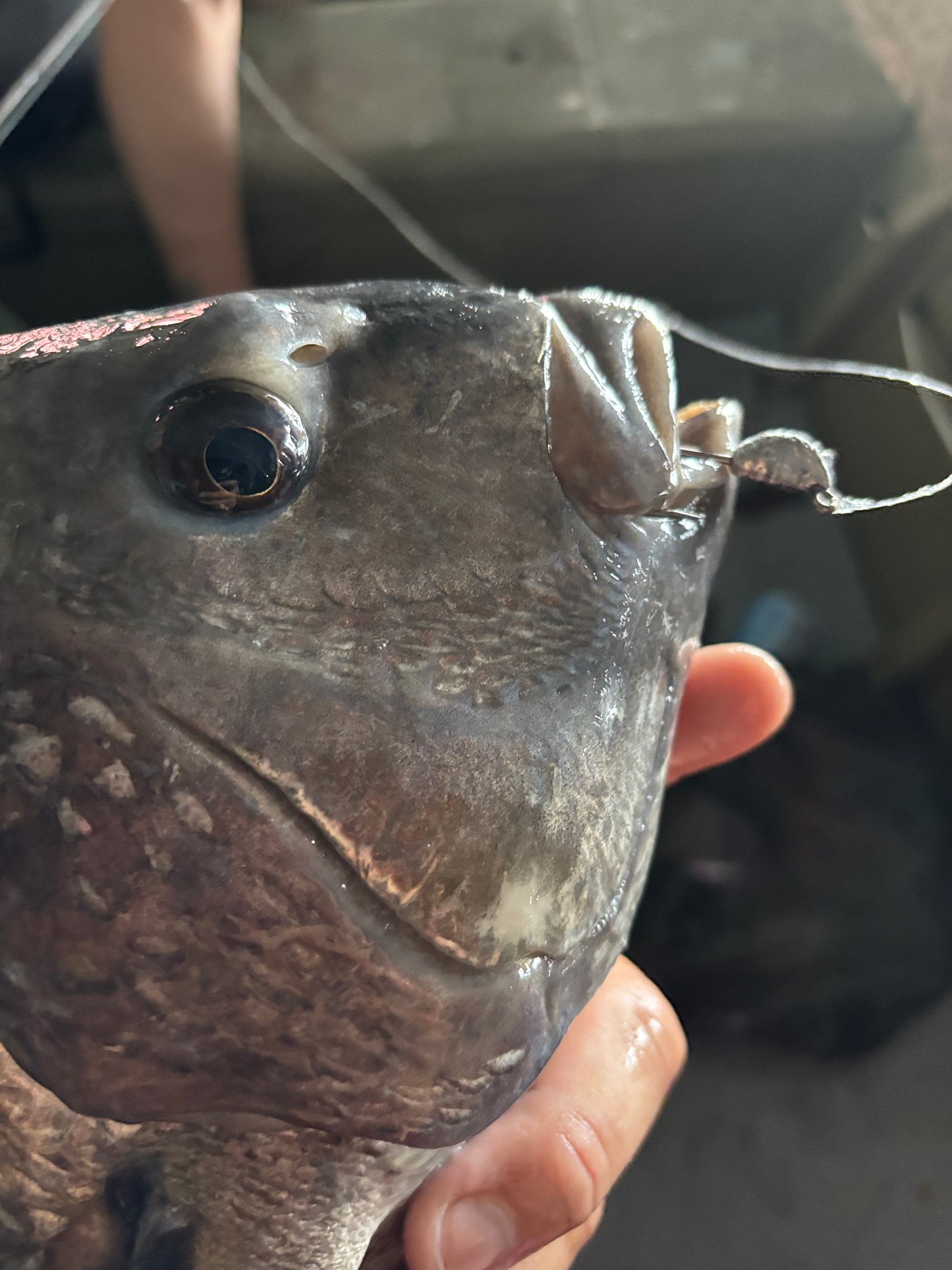 Sheep Slayer Jigs 3 Pack